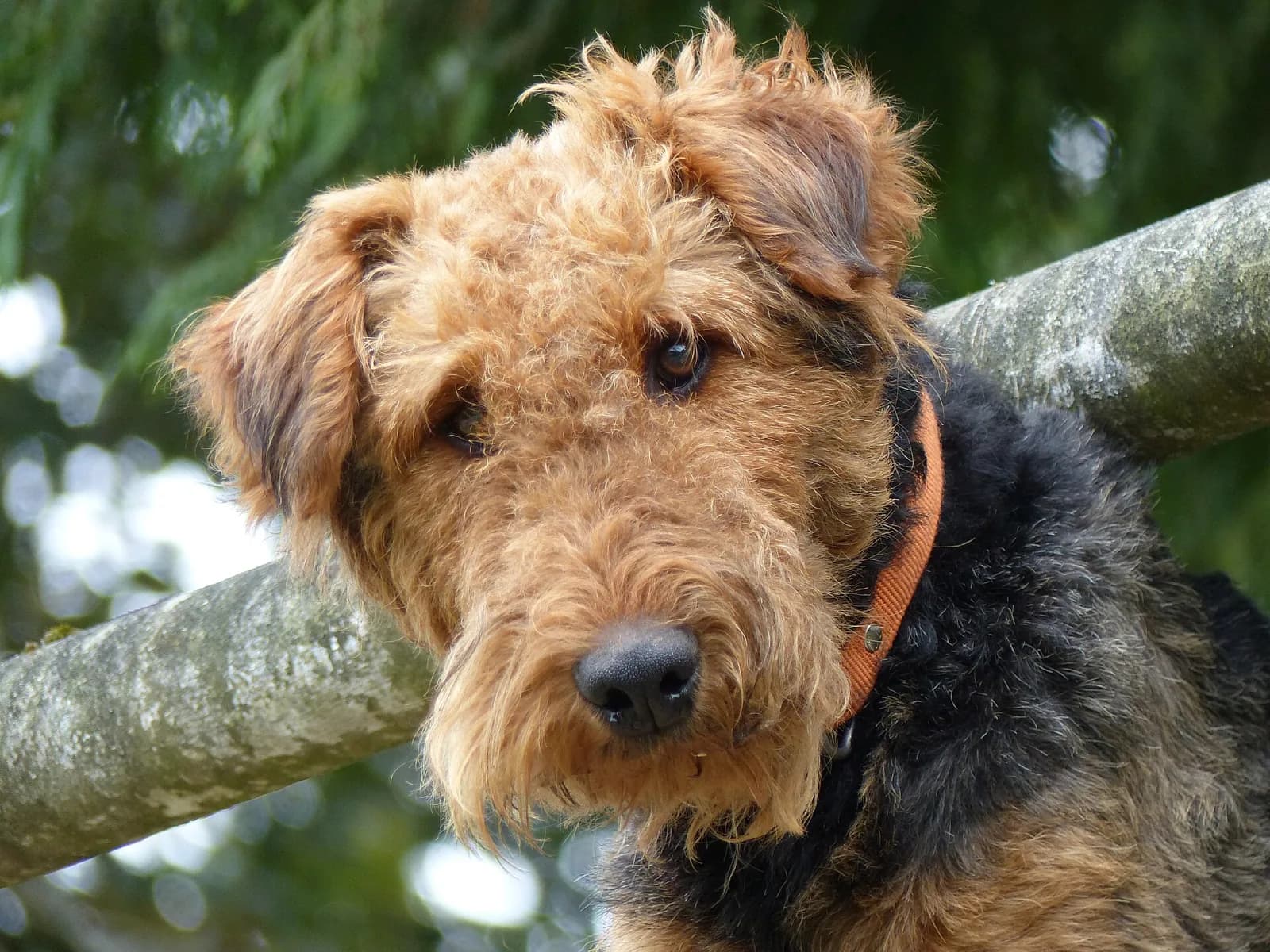Airedale Teriyeri fotoğrafı