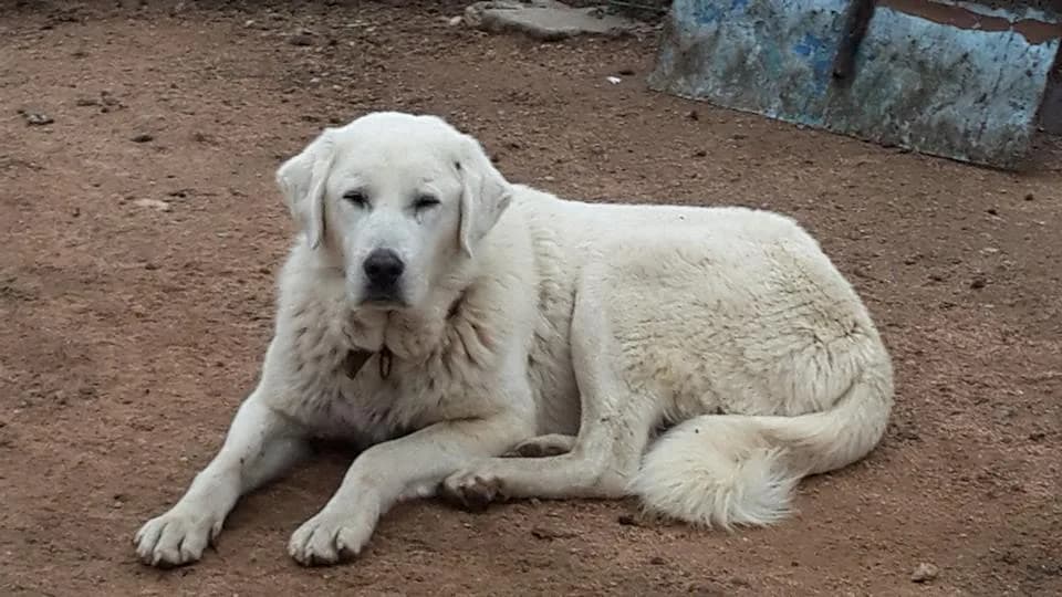 Akbaş Çoban Köpeği fotoğrafı