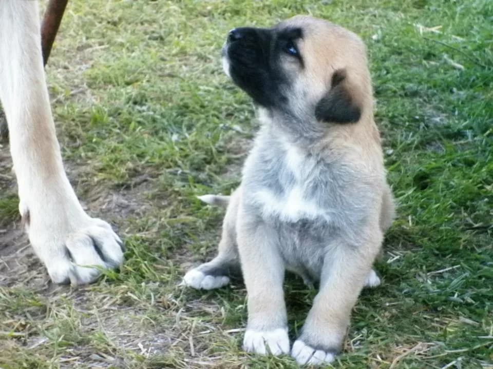 Aksaray Malaklısı fotoğrafı