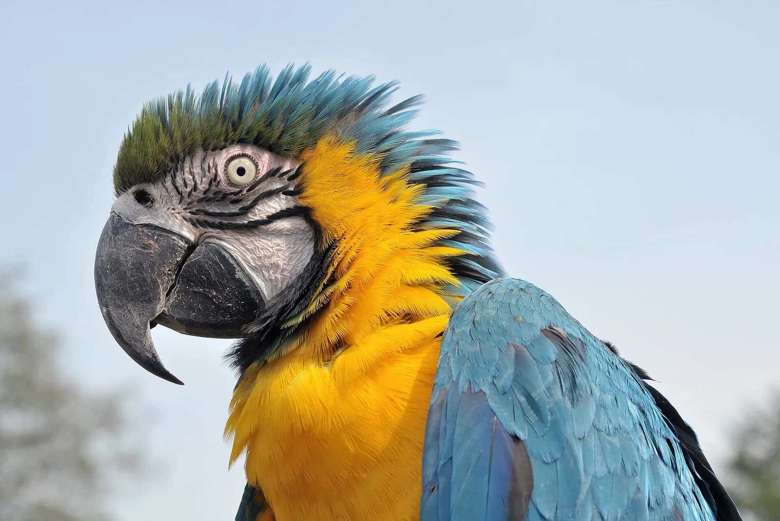 Ara Papağanı (Macaw) fotoğrafı