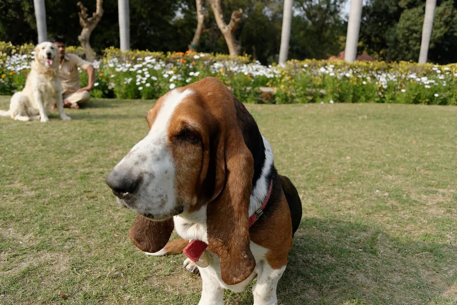 Basset Hound fotoğrafı