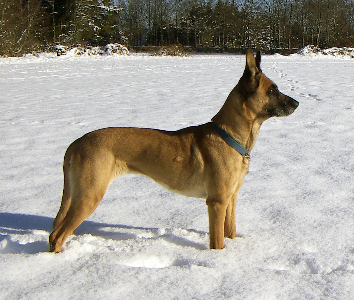 Belçika Malinois fotoğrafı