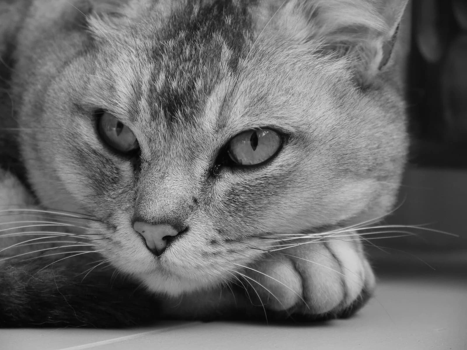 Burmilla fotoğrafı