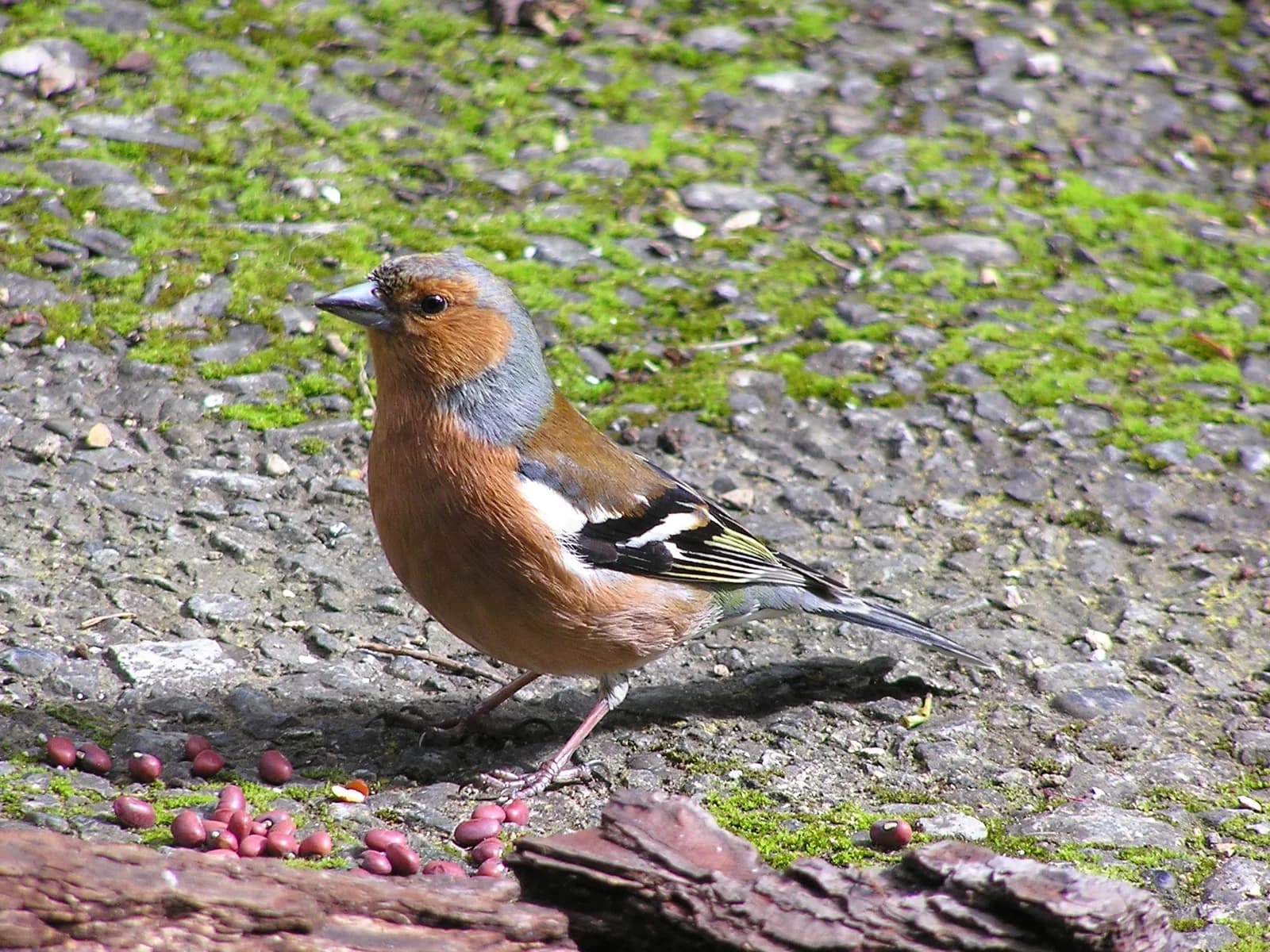 Finch / İspinoz fotoğrafı